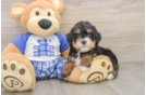 Best Mini Bernedoodle Baby