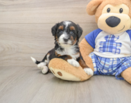 7 week old Mini Bernedoodle Puppy For Sale - Simply Southern Pups