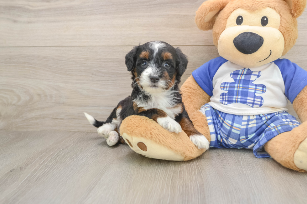 Hypoallergenic Mini Bernesedoodle Poodle Mix Puppy
