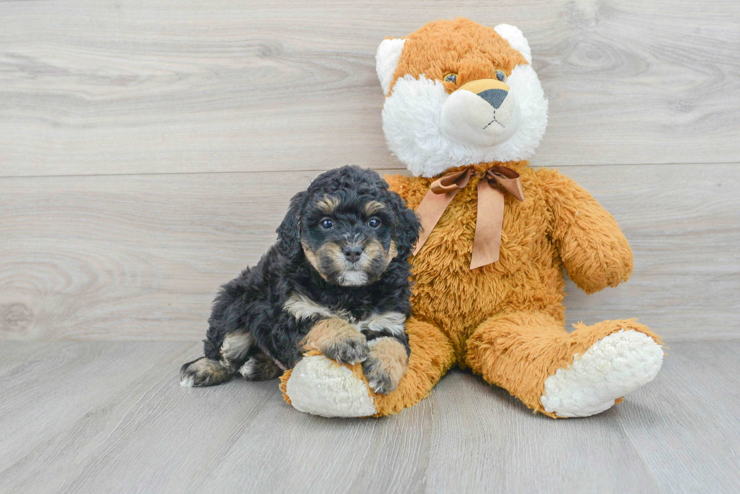 Toy best sale petite bernedoodle