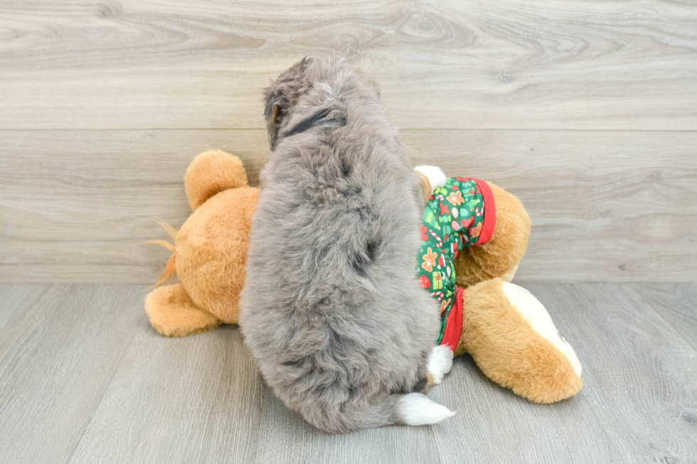 Fluffy Mini Bernedoodle Poodle Mix Pup