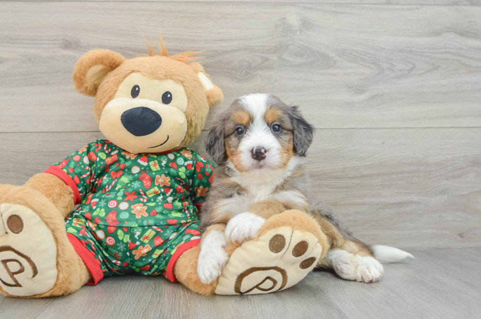 5 week old Mini Bernedoodle Puppy For Sale - Simply Southern Pups