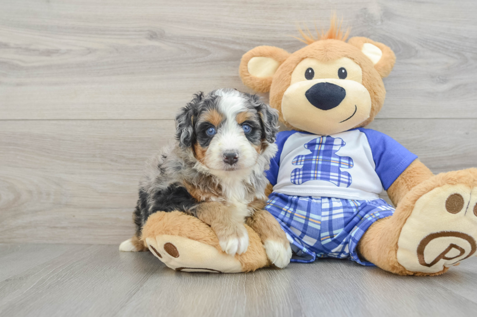 Mini Bernedoodle Puppy for Adoption