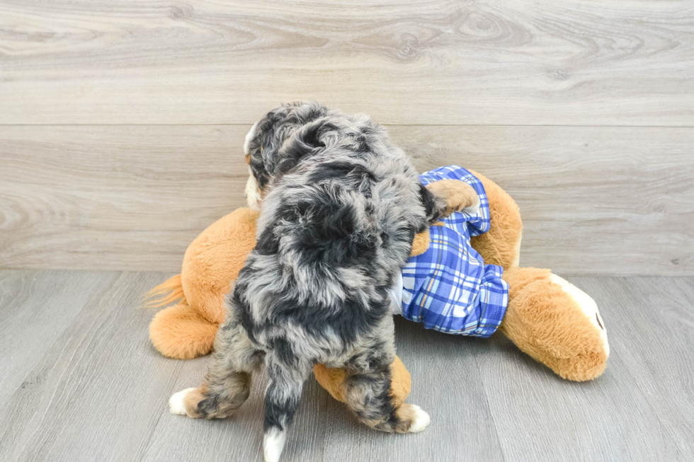 Funny Mini Bernedoodle Poodle Mix Pup