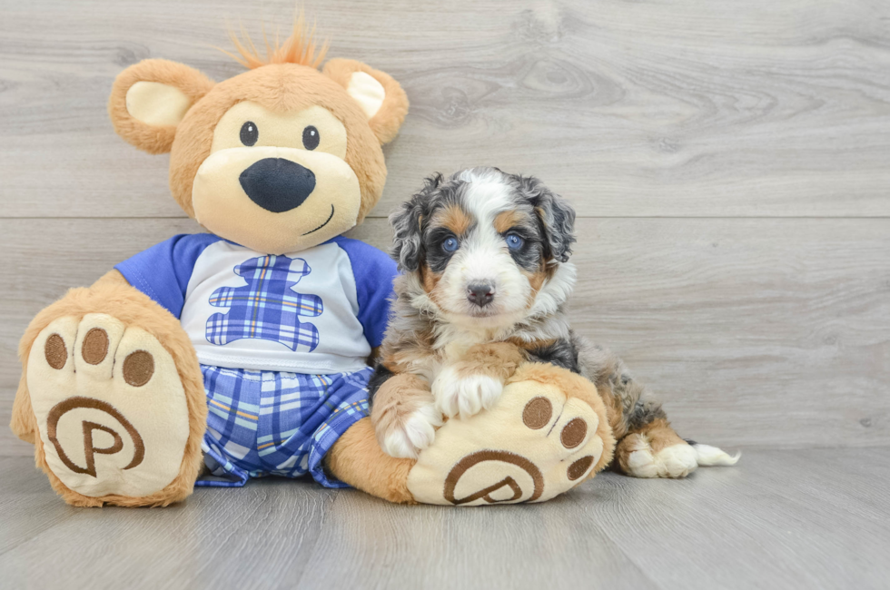 5 week old Mini Bernedoodle Puppy For Sale - Simply Southern Pups