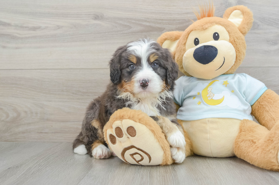 5 week old Mini Bernedoodle Puppy For Sale - Simply Southern Pups