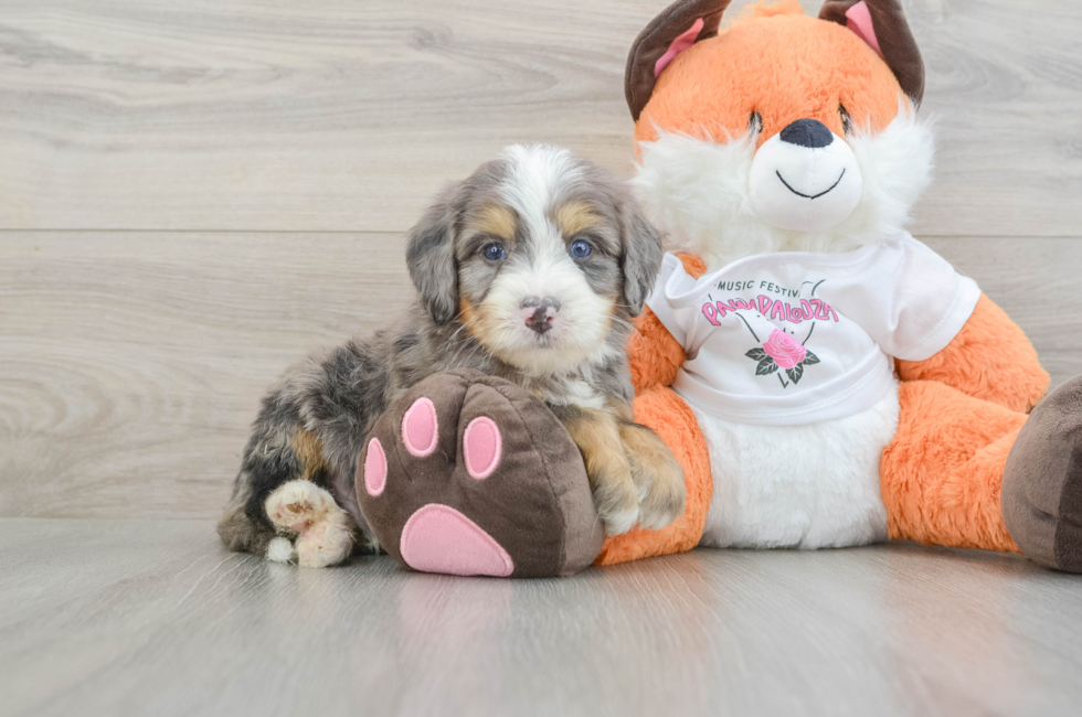 5 week old Mini Bernedoodle Puppy For Sale - Simply Southern Pups