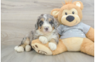 Mini Bernedoodle Puppy for Adoption