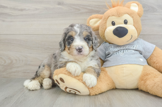 Mini Bernedoodle Puppy for Adoption
