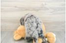 Hypoallergenic Mini Bernesedoodle Poodle Mix Puppy