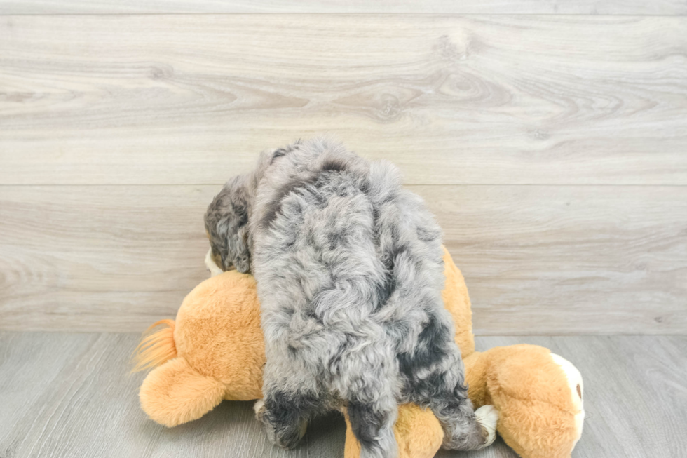 Hypoallergenic Mini Bernesedoodle Poodle Mix Puppy
