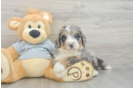 Best Mini Bernedoodle Baby