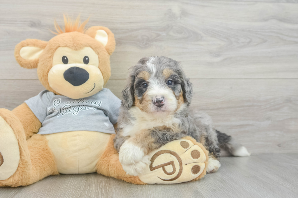 Best Mini Bernedoodle Baby