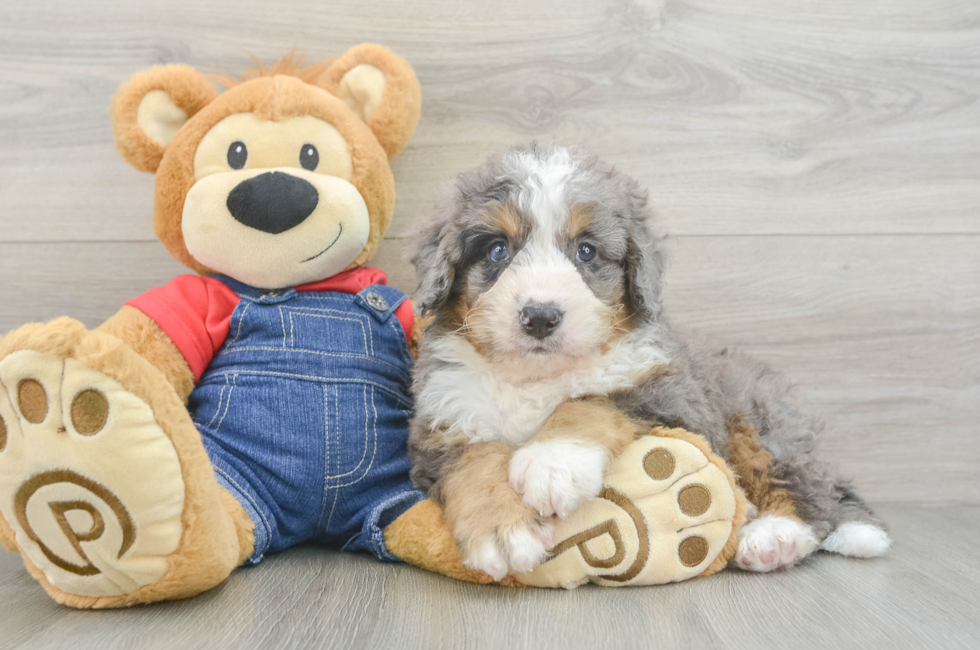 6 week old Mini Bernedoodle Puppy For Sale - Simply Southern Pups