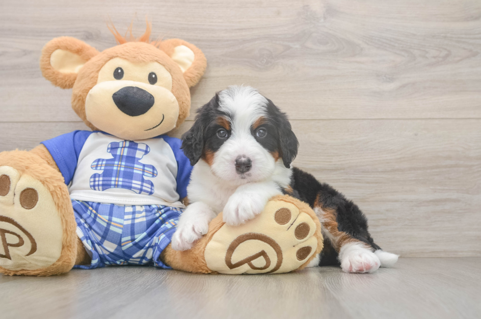 5 week old Mini Bernedoodle Puppy For Sale - Simply Southern Pups