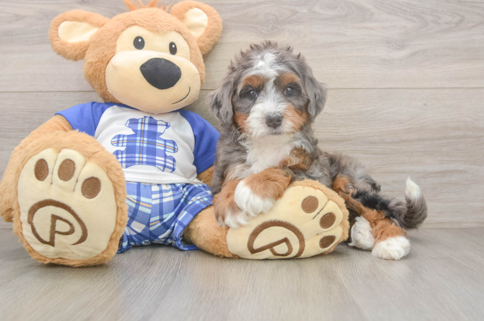 5 week old Mini Bernedoodle Puppy For Sale - Simply Southern Pups