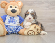 6 week old Mini Bernedoodle Puppy For Sale - Simply Southern Pups
