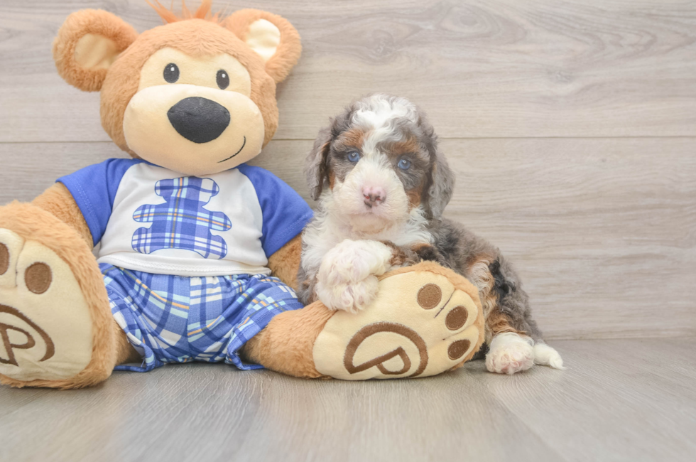 5 week old Mini Bernedoodle Puppy For Sale - Simply Southern Pups