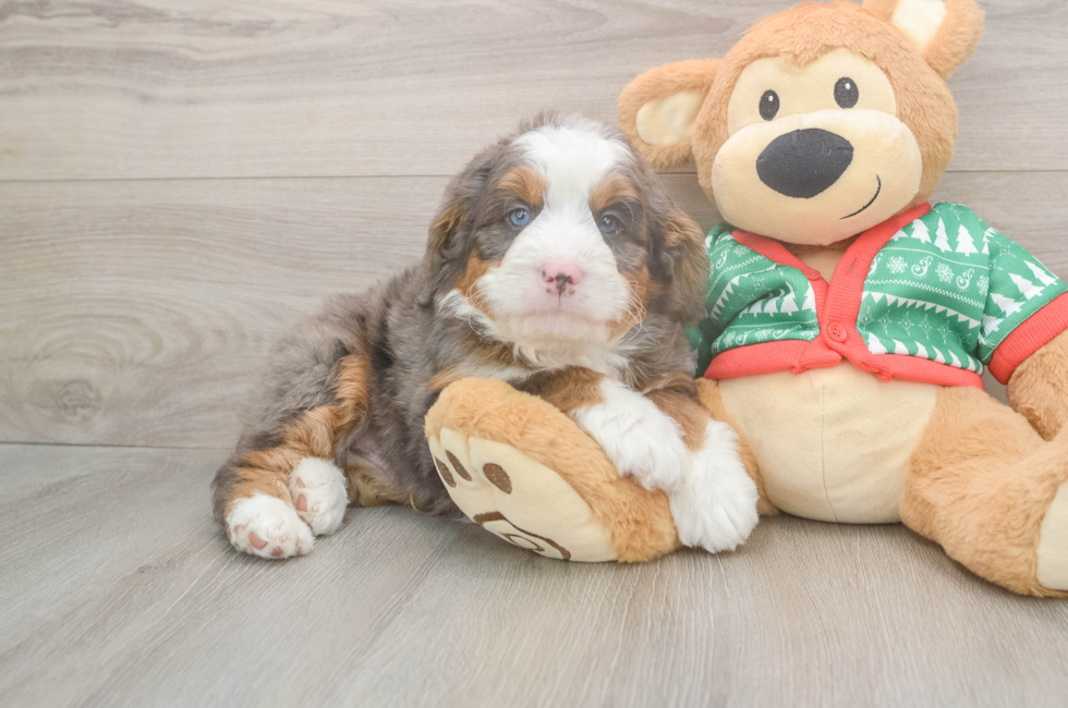5 week old Mini Bernedoodle Puppy For Sale - Simply Southern Pups