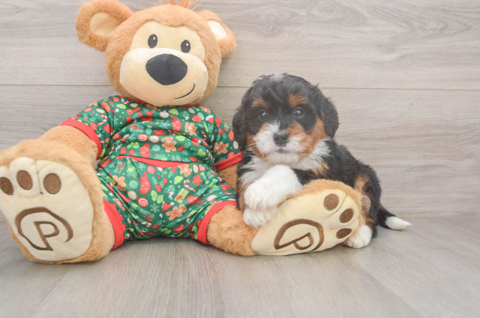 6 week old Mini Bernedoodle Puppy For Sale - Simply Southern Pups