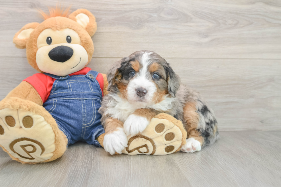 Best Mini Bernedoodle Baby