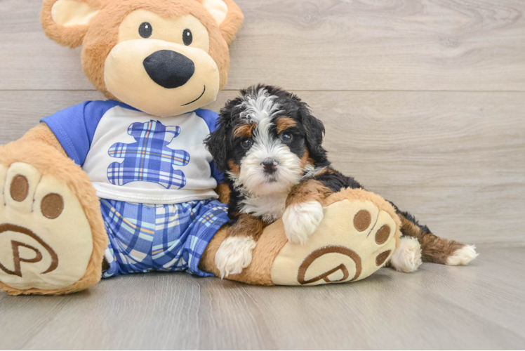 Fluffy Mini Bernedoodle Poodle Mix Pup