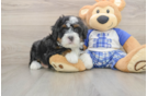 Mini Bernedoodle Pup Being Cute