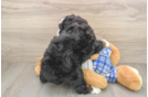 Smart Mini Bernedoodle Poodle Mix Pup