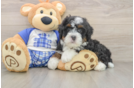 Popular Mini Bernedoodle Poodle Mix Pup