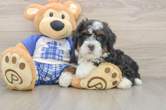 Popular Mini Bernedoodle Poodle Mix Pup