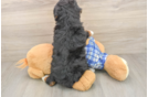 Small Mini Bernedoodle Baby