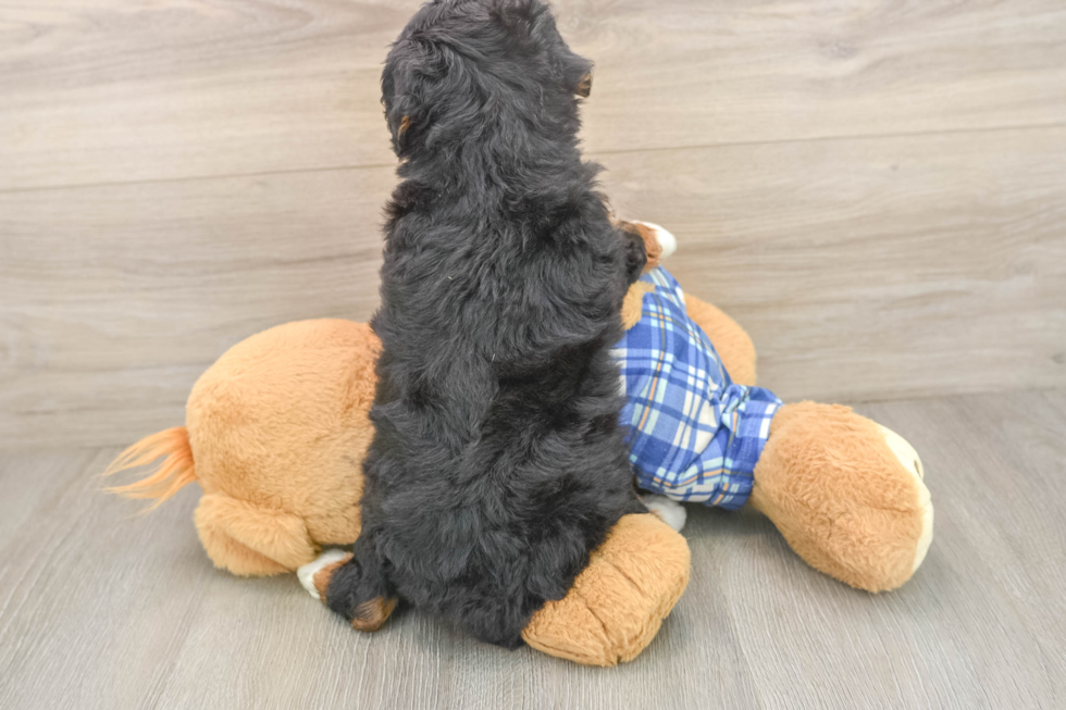 Small Mini Bernedoodle Baby
