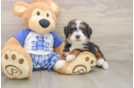 Hypoallergenic Mini Bernese Poodle Poodle Mix Puppy