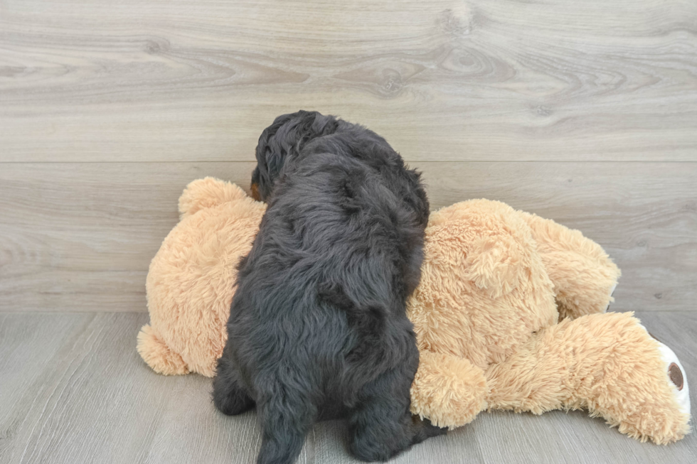 Energetic Mini Berniedoodle Poodle Mix Puppy