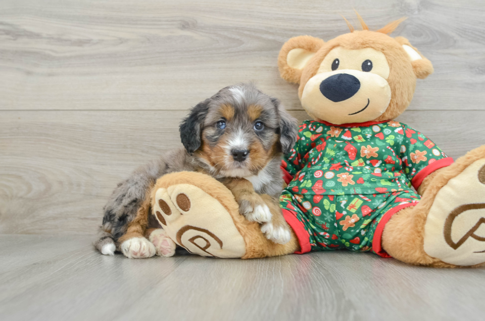 5 week old Mini Bernedoodle Puppy For Sale - Simply Southern Pups