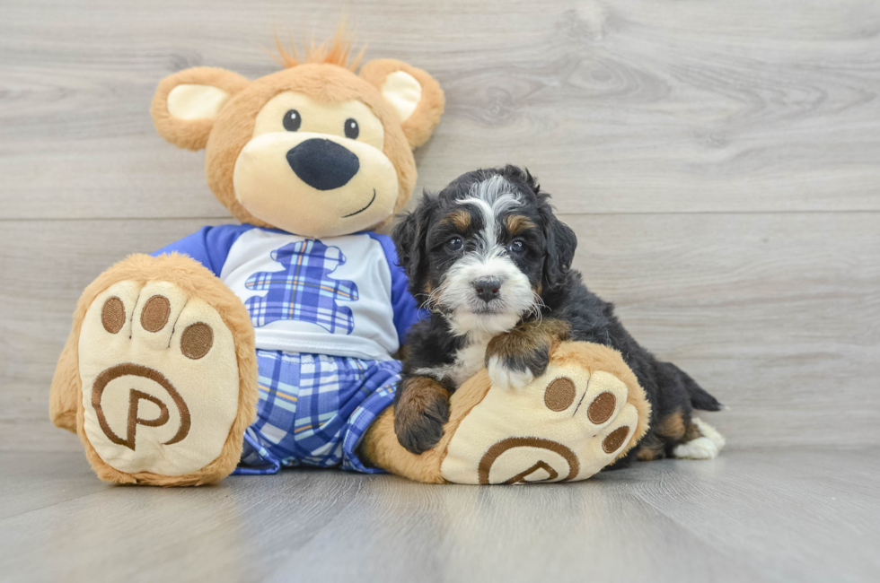 5 week old Mini Bernedoodle Puppy For Sale - Simply Southern Pups