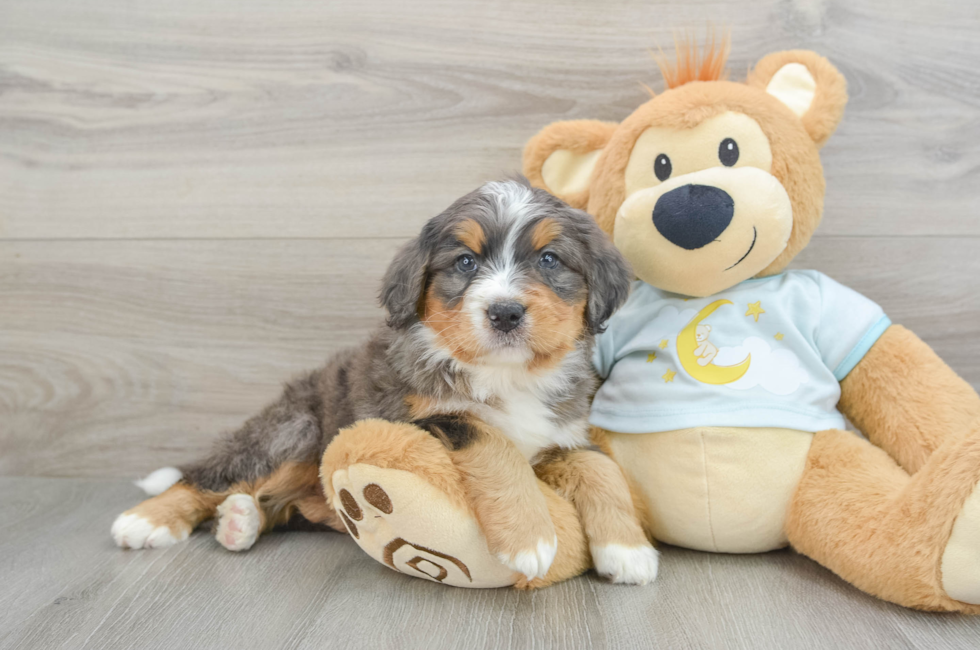 5 week old Mini Bernedoodle Puppy For Sale - Simply Southern Pups