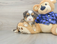 7 week old Mini Bernedoodle Puppy For Sale - Simply Southern Pups