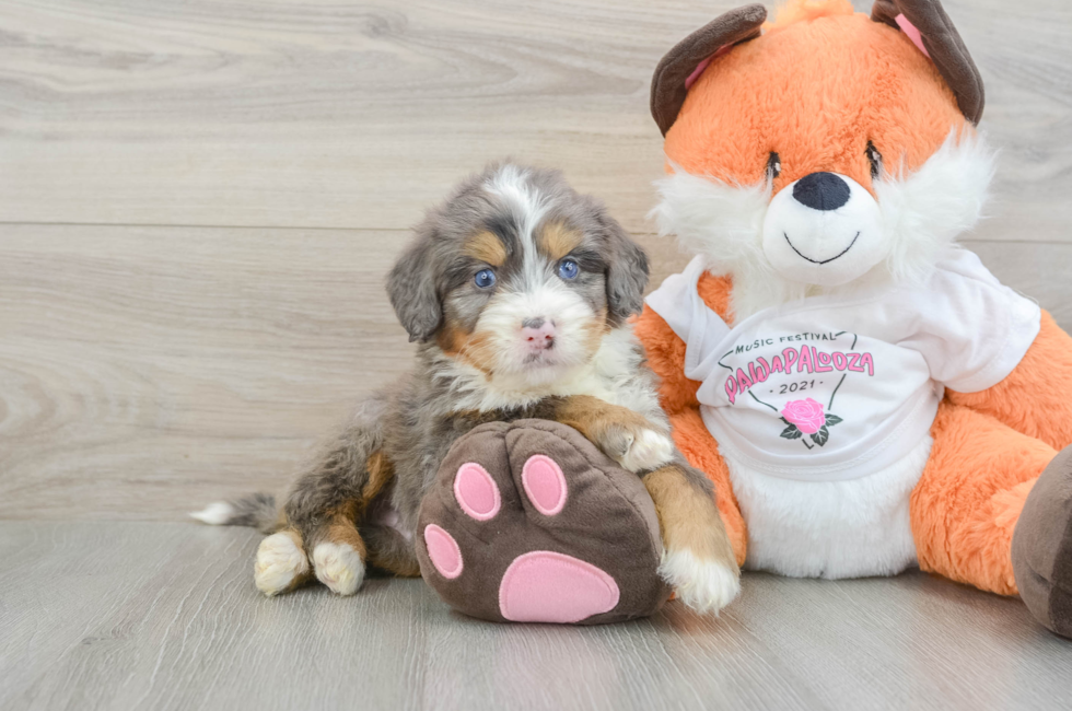 5 week old Mini Bernedoodle Puppy For Sale - Simply Southern Pups