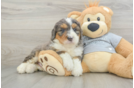 Funny Mini Bernedoodle Poodle Mix Pup