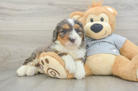 Funny Mini Bernedoodle Poodle Mix Pup