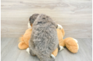 Friendly Mini Bernedoodle Baby