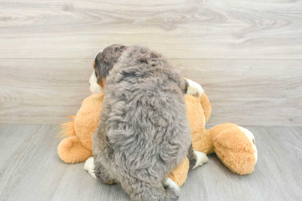 Friendly Mini Bernedoodle Baby