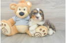 Petite Mini Bernedoodle Poodle Mix Pup