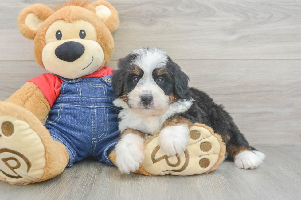 6 week old Mini Bernedoodle Puppy For Sale - Simply Southern Pups