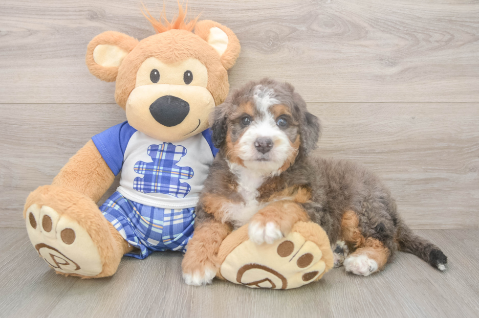 5 week old Mini Bernedoodle Puppy For Sale - Simply Southern Pups