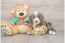 Best Mini Bernedoodle Baby