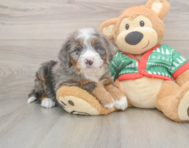 6 week old Mini Bernedoodle Puppy For Sale - Simply Southern Pups