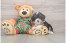 Friendly Mini Bernedoodle Baby