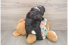 Mini Bernedoodle Puppy for Adoption